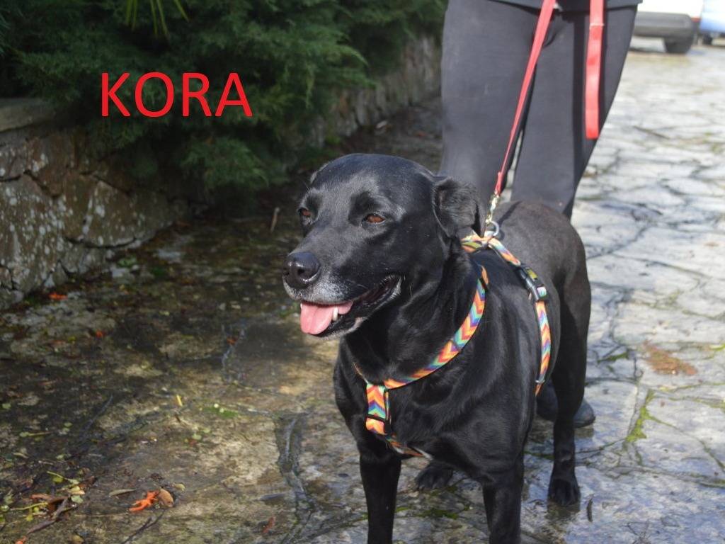 Adozione cane, femmina, Labrador Retriever Razza sconosciuta, 4 anni e 4 mesi, taglia media, Lecce