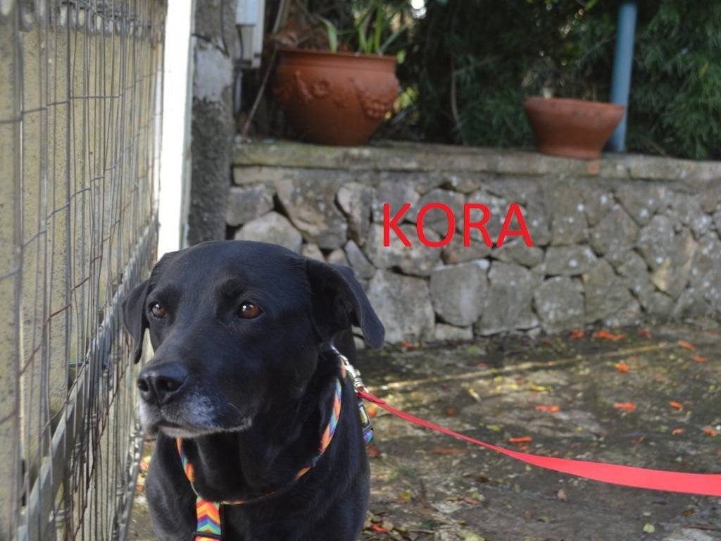 Adotta un cane, femmina, 4 anni e 4 mesi, Lecce