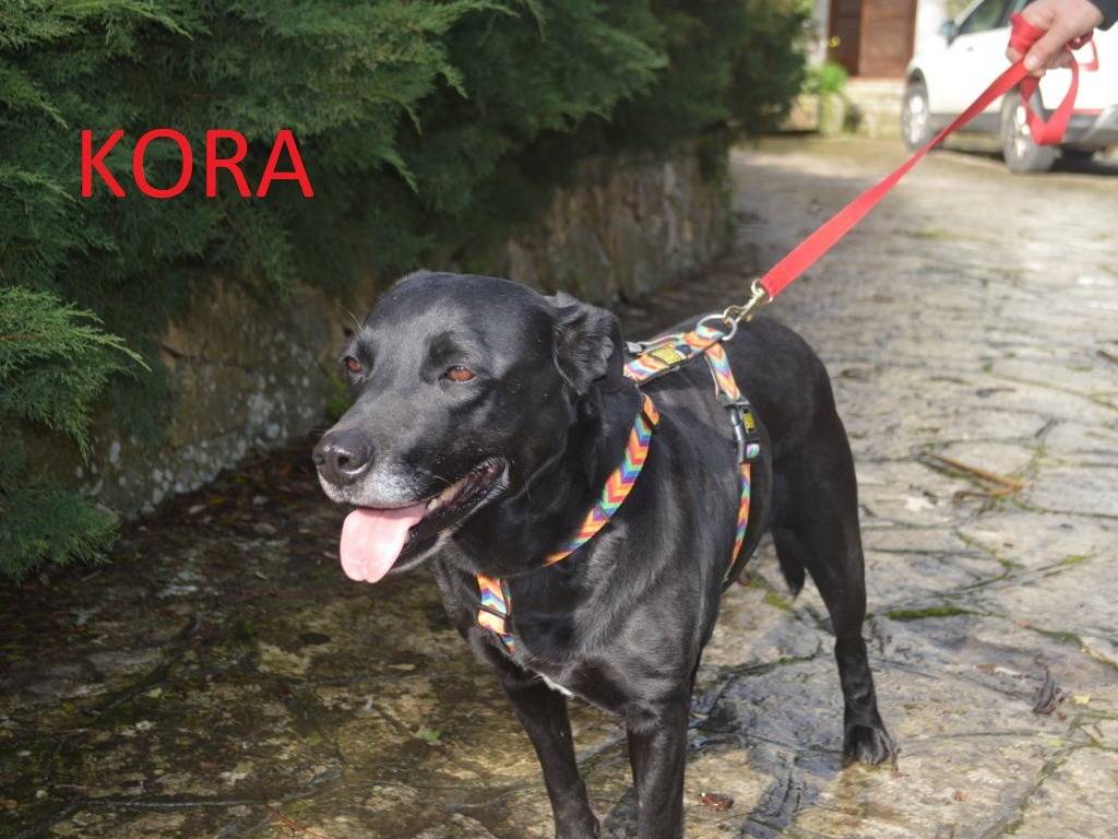 Adotta un cane, taglia media, femmina, Lecce