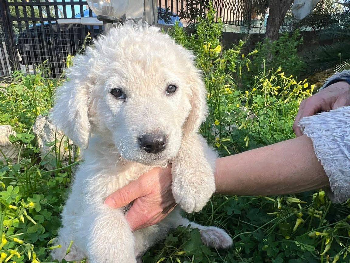 Adozione cane, maschio, Razza sconosciuta Razza sconosciuta, 2 mesi, taglia media, Siracusa