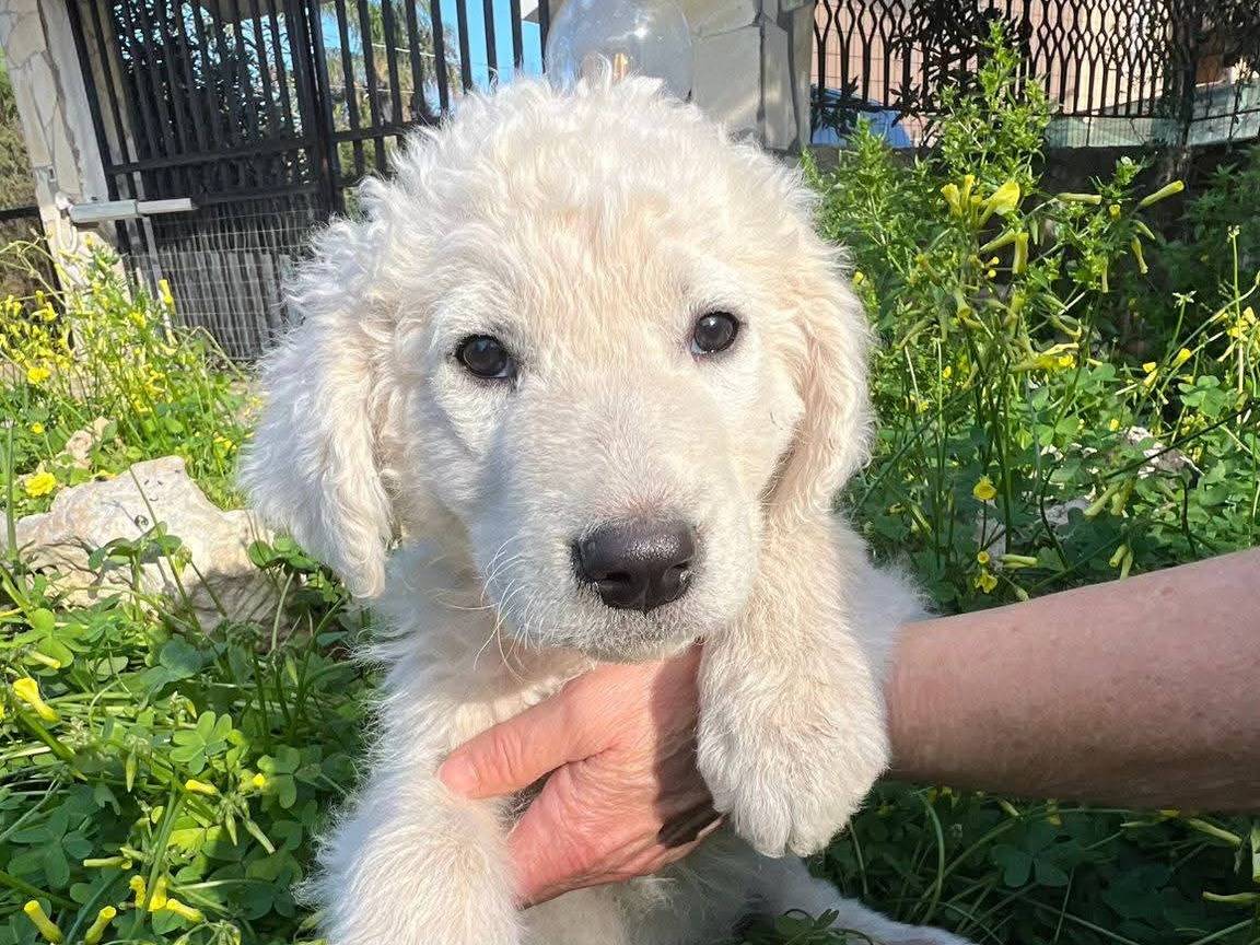 Adotta un cane, maschio, 2 mesi, Siracusa