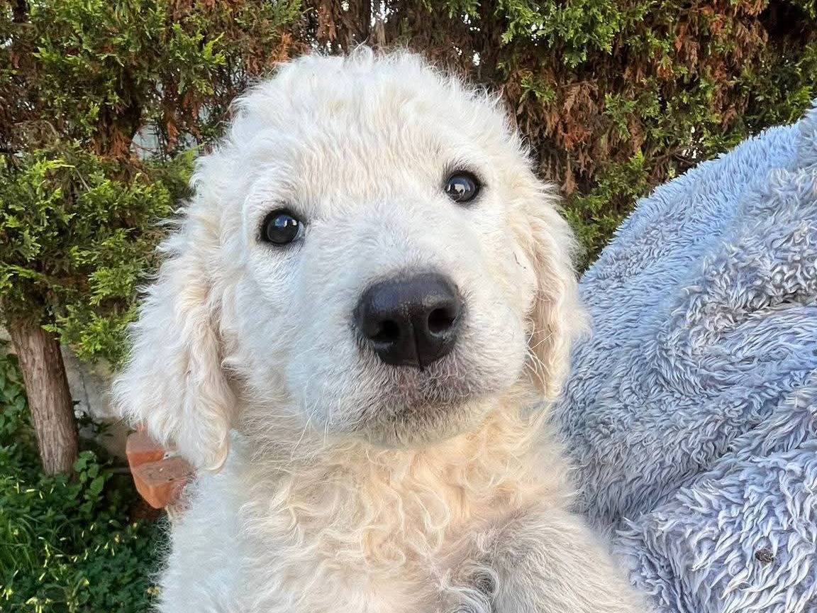 Adotta un cane, taglia media, maschio, Siracusa