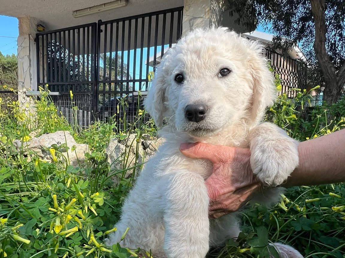 Vuoi adottare un cane a Siracusa?