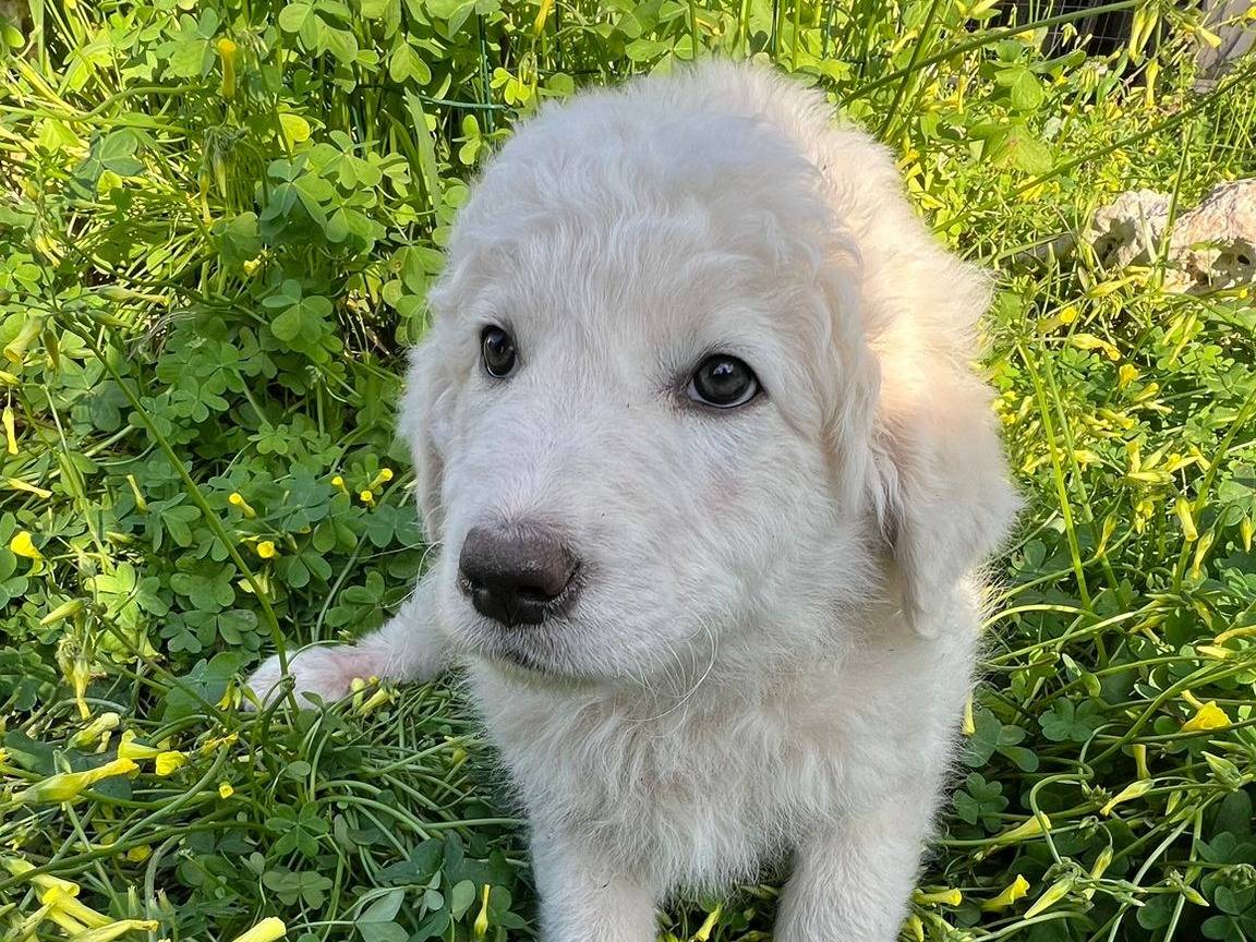 Adotta il cane ETTORE a Siracusa