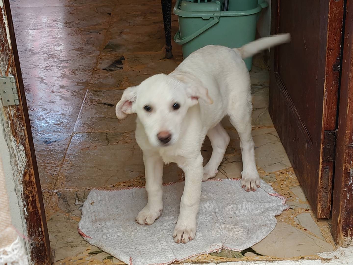 Adozione cane, maschio, Razza sconosciuta Razza sconosciuta, 4 mesi, taglia media, Trapani