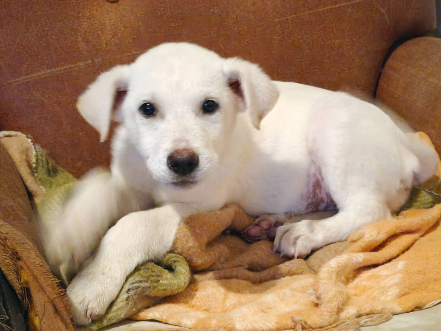 Adotta un cane, maschio, 4 mesi, Trapani