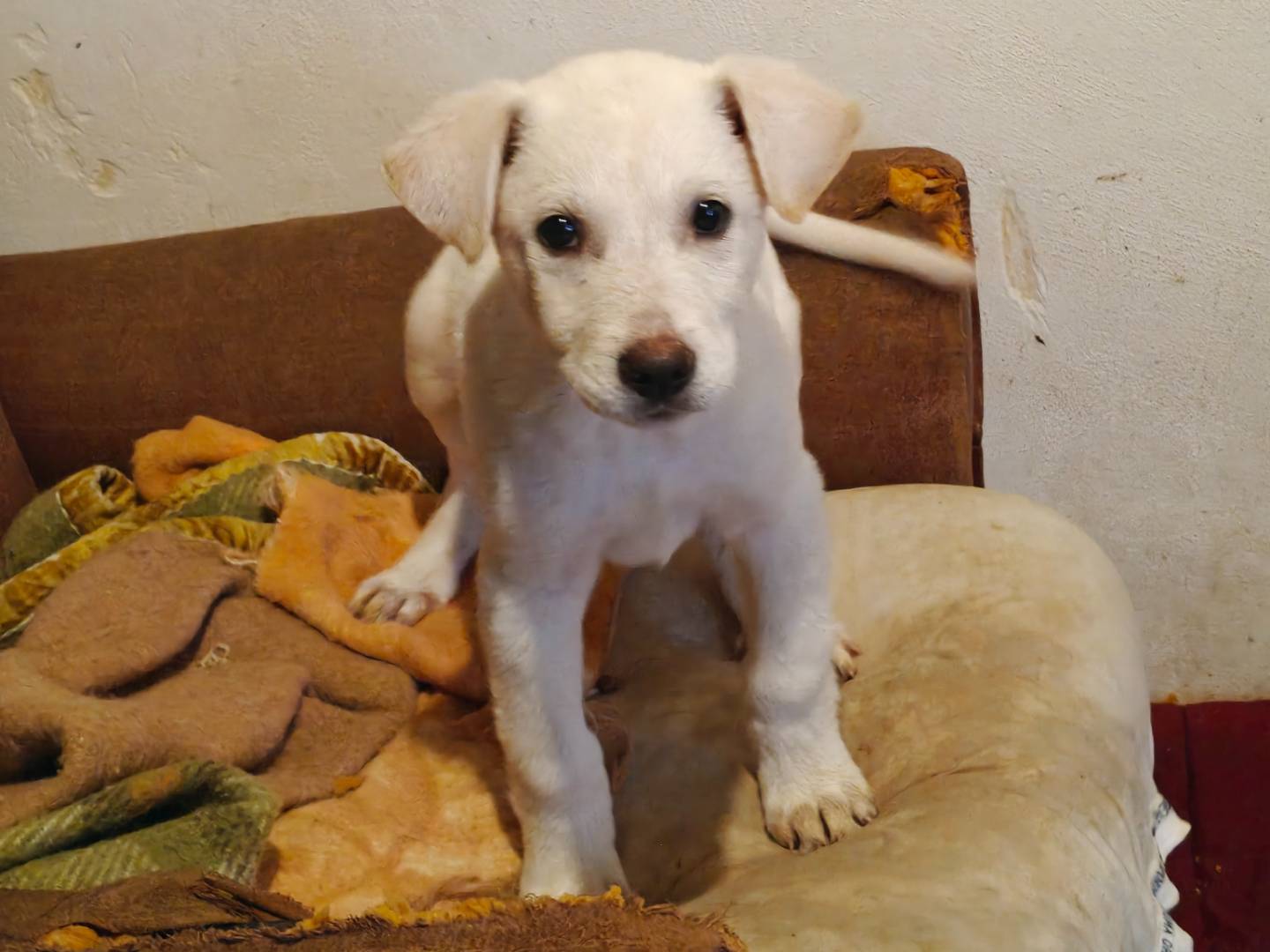 Adotta un cane, taglia media, maschio, Trapani