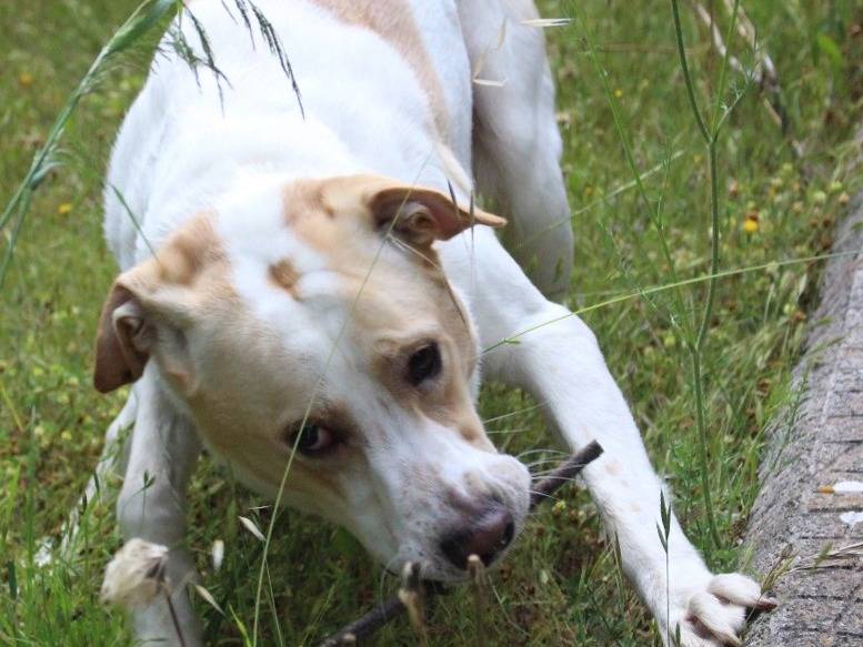 Adotta un cane, maschio, 7 anni e 9 mesi, Pavia