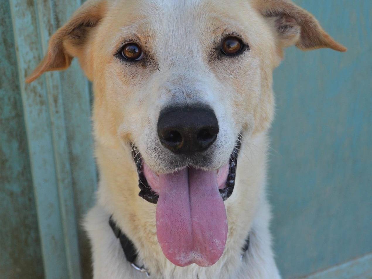 Adotta un cane, taglia media, maschio, Pavia