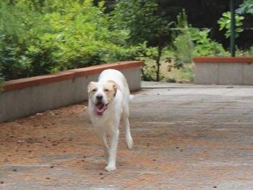 Adotta il cane TOBY a Pavia