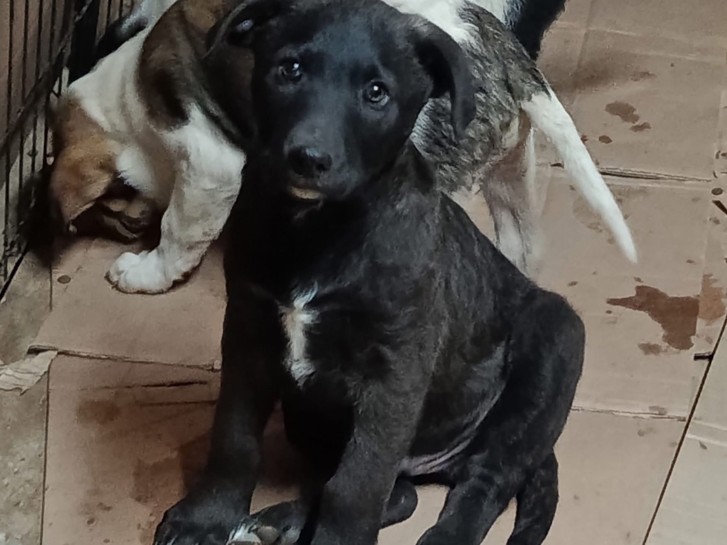 Adozione cane, maschio, Razza sconosciuta Razza sconosciuta, 2 mesi, taglia media, Avellino