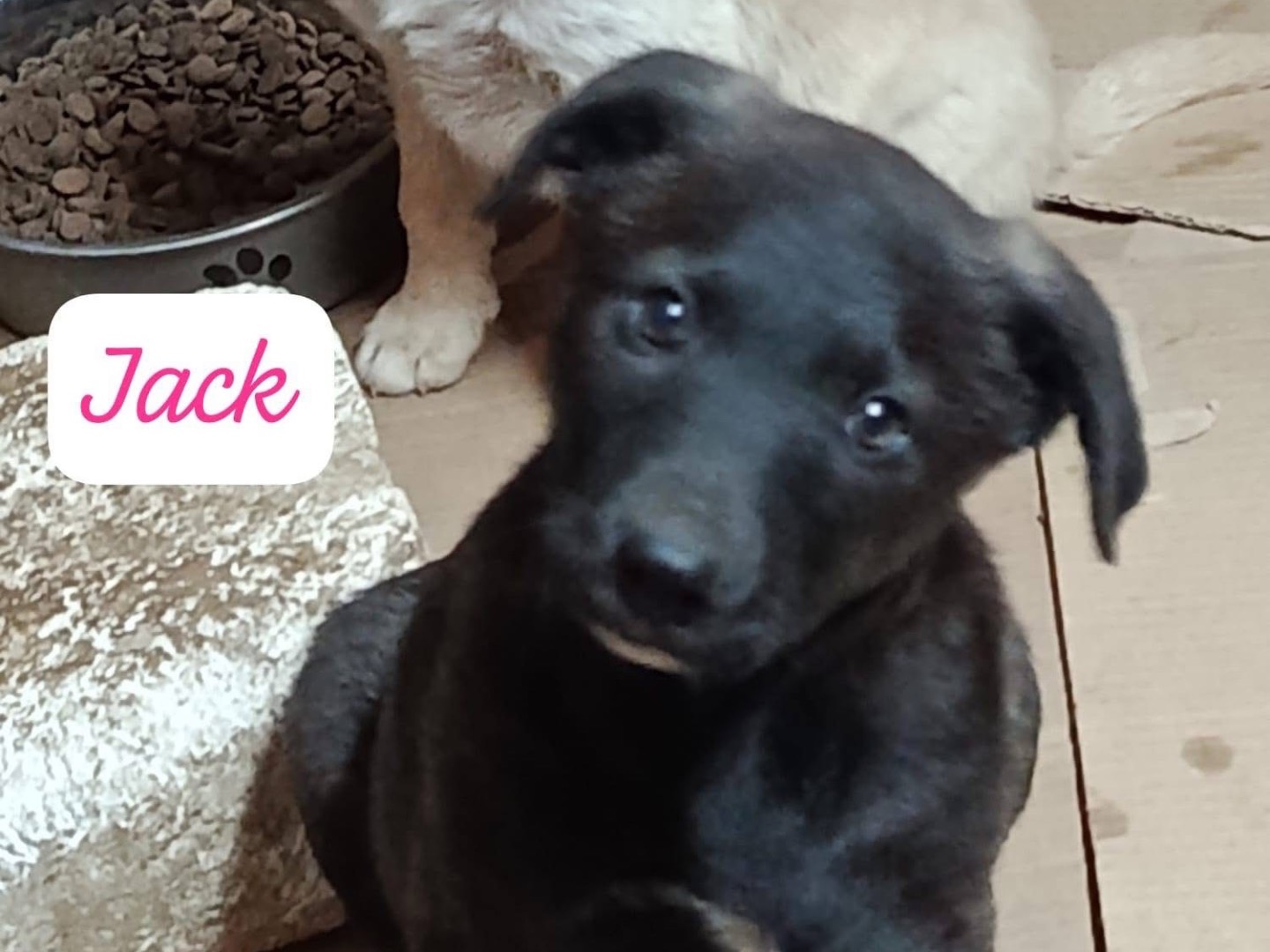 Adotta un cane, taglia media, maschio, Avellino