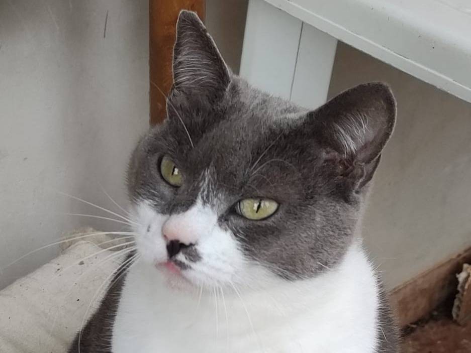 Adozione gatto, femmina, Razza sconosciuta Razza sconosciuta, 1 anno e 6 mesi, taglia non valida, Roma