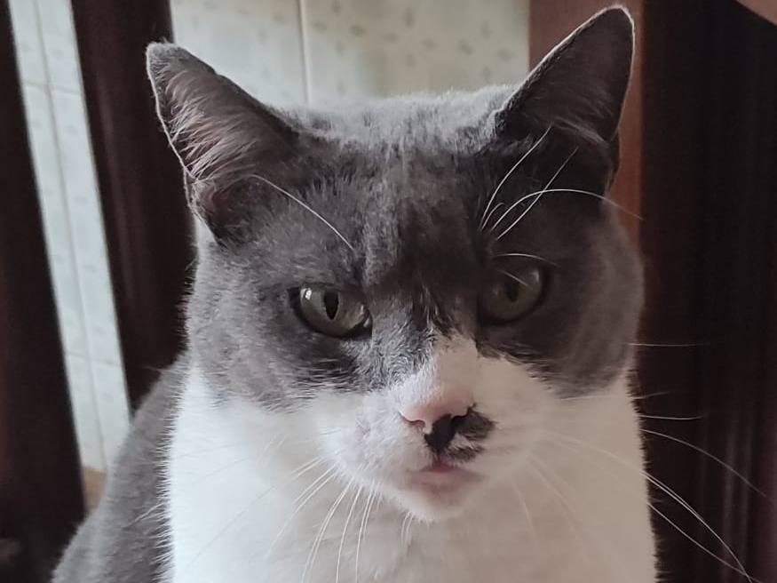 Adotta un gatto, taglia non valida, femmina, Roma