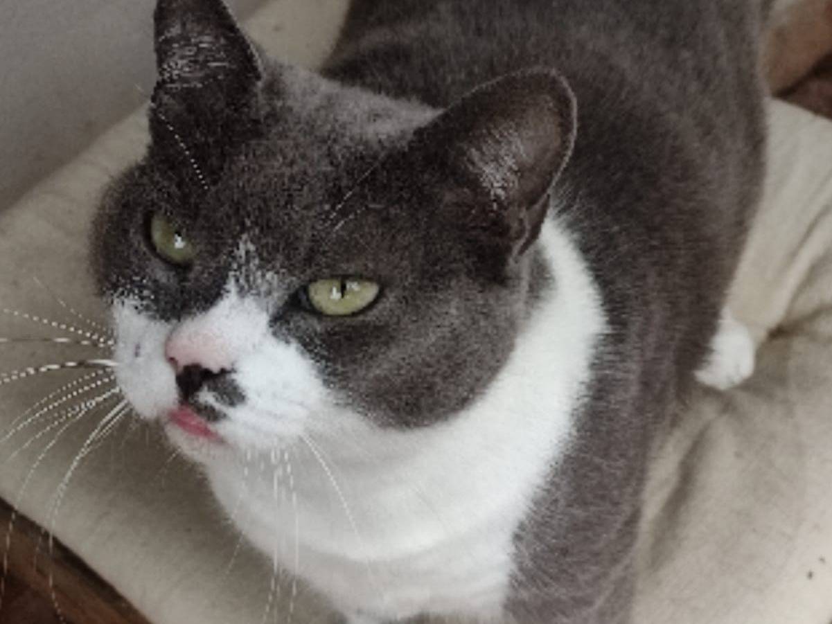 Vuoi adottare un gatto a Roma?