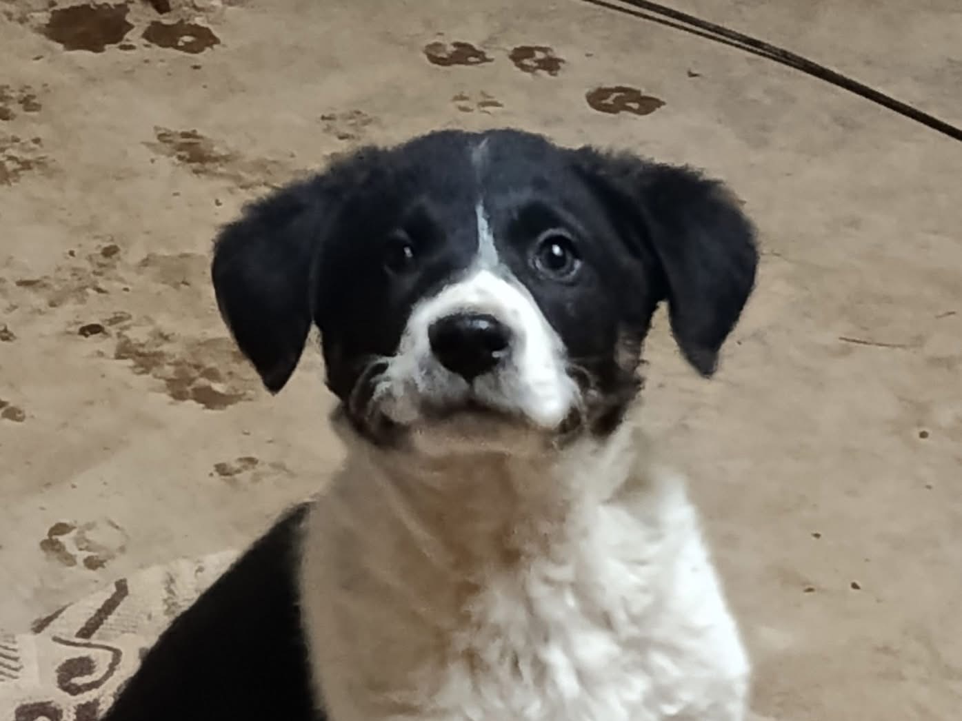 Adozione cane, maschio, Razza sconosciuta Razza sconosciuta, 2 mesi, taglia media, Avellino