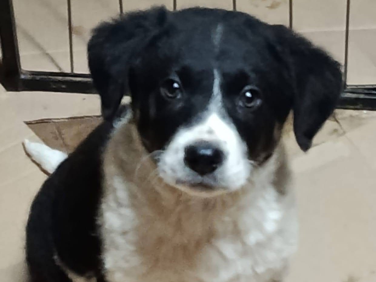 Adotta un cane, maschio, 2 mesi, Avellino