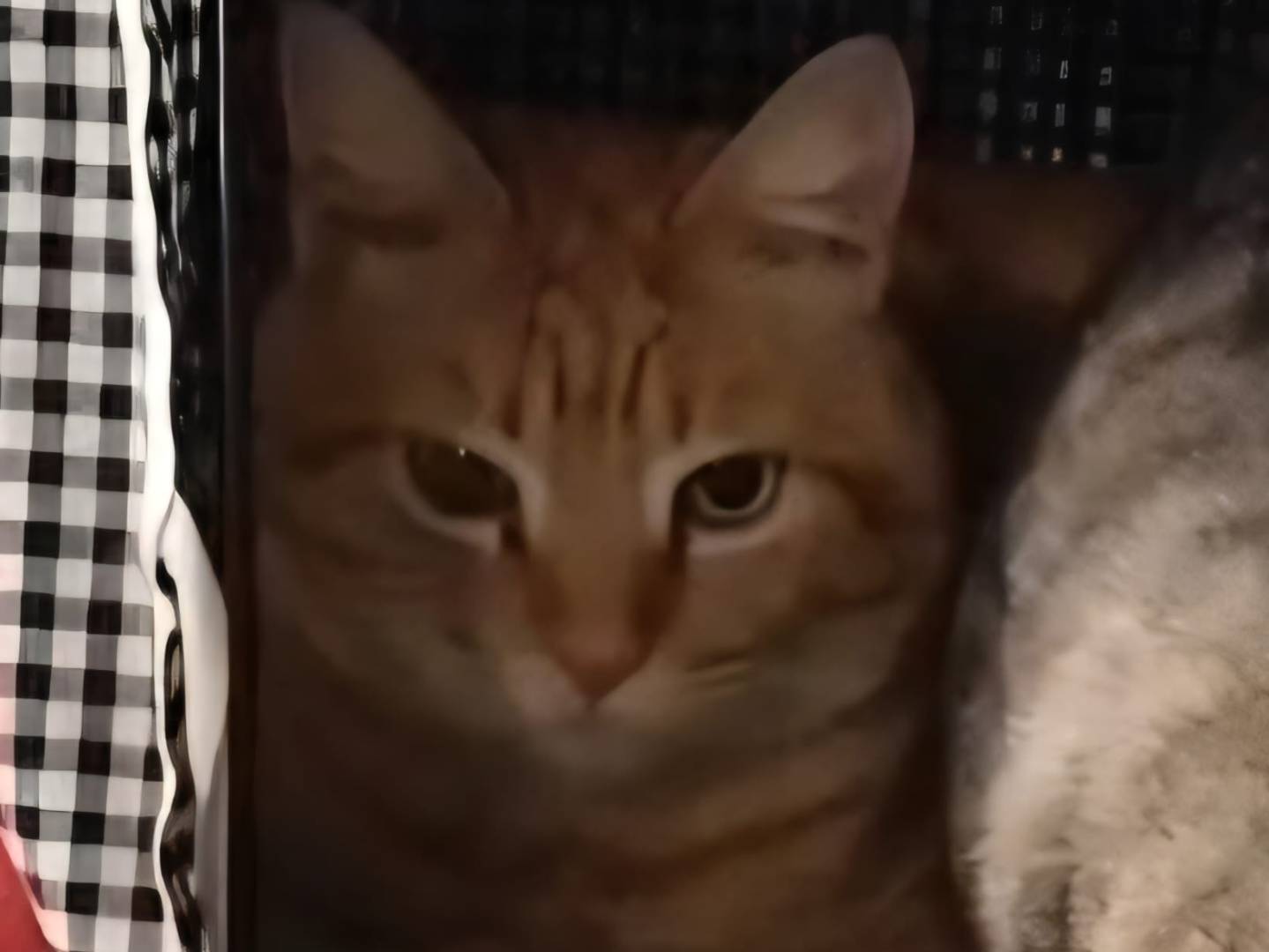 Adozione gatto, maschio, Razza sconosciuta Razza sconosciuta, 4 anni e 8 mesi, taglia non valida, Milano