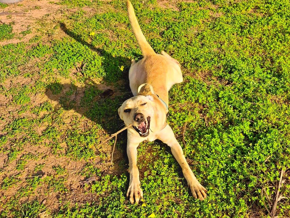 Adotta un cane, maschio, 1 anno e 2 mesi, Crotone