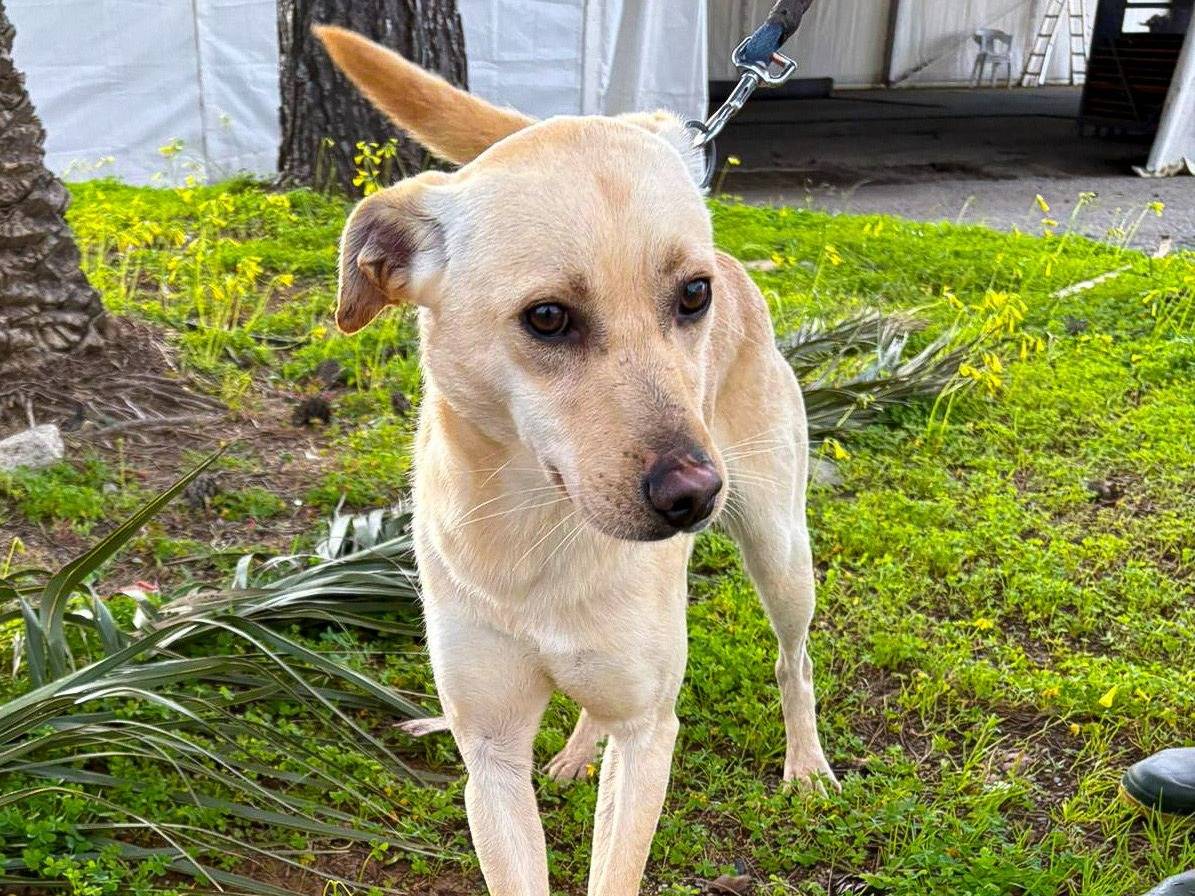 Adotta un cane, taglia media, maschio, Crotone