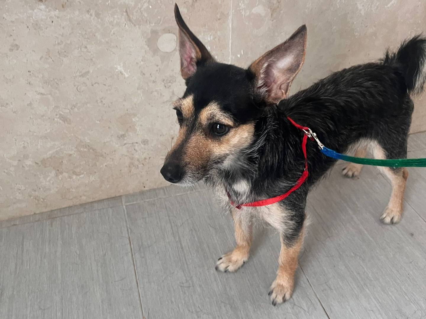 Adozione cane, femmina, Pinscher Razza sconosciuta, 1 anno e 2 mesi, taglia piccola, Bari