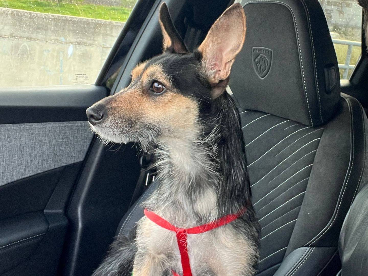 Adotta un cane, femmina, 1 anno e 2 mesi, Bari