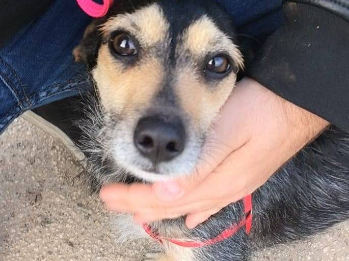 Adotta un cane, taglia piccola, femmina, Bari