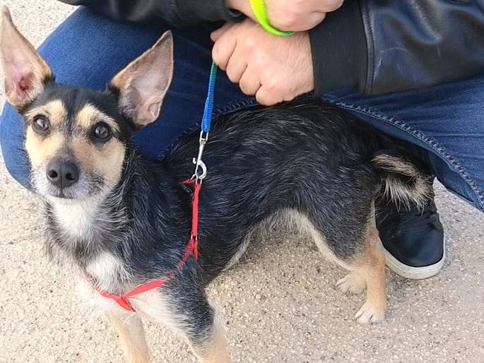 Vuoi adottare un cane a Bari?