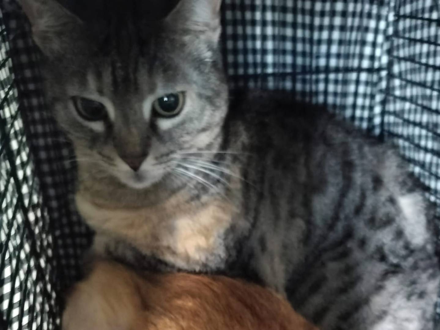 Adozione gatto, femmina, Razza sconosciuta Razza sconosciuta, 5 anni e 8 mesi, taglia non valida, Milano