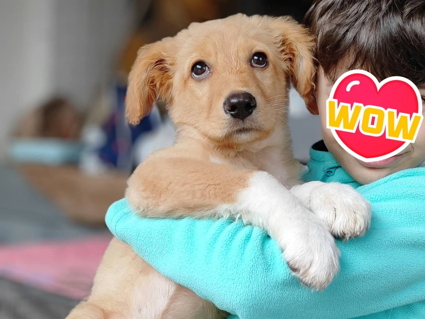 Adotta un cane, femmina, 1 mesi, Como