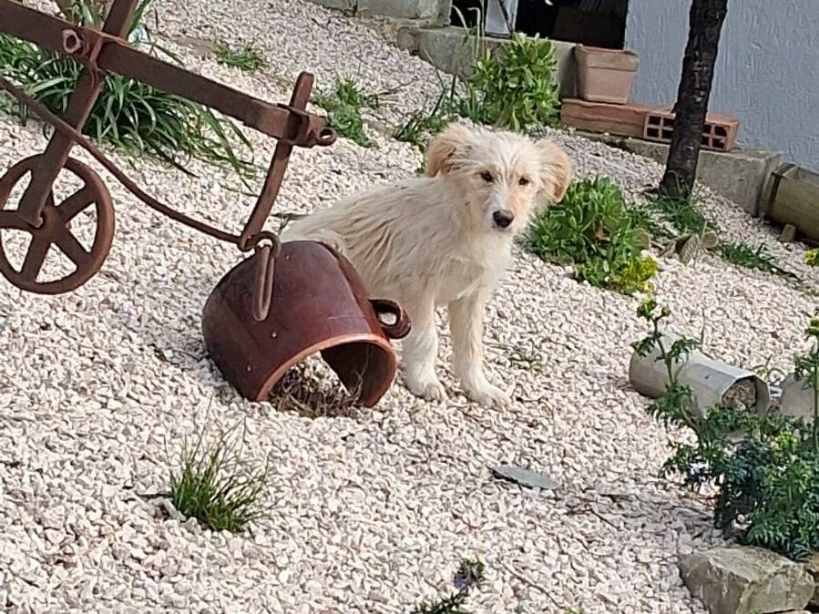 Adozione cane, femmina, Spinone Razza sconosciuta, 3 mesi, taglia media, Avellino