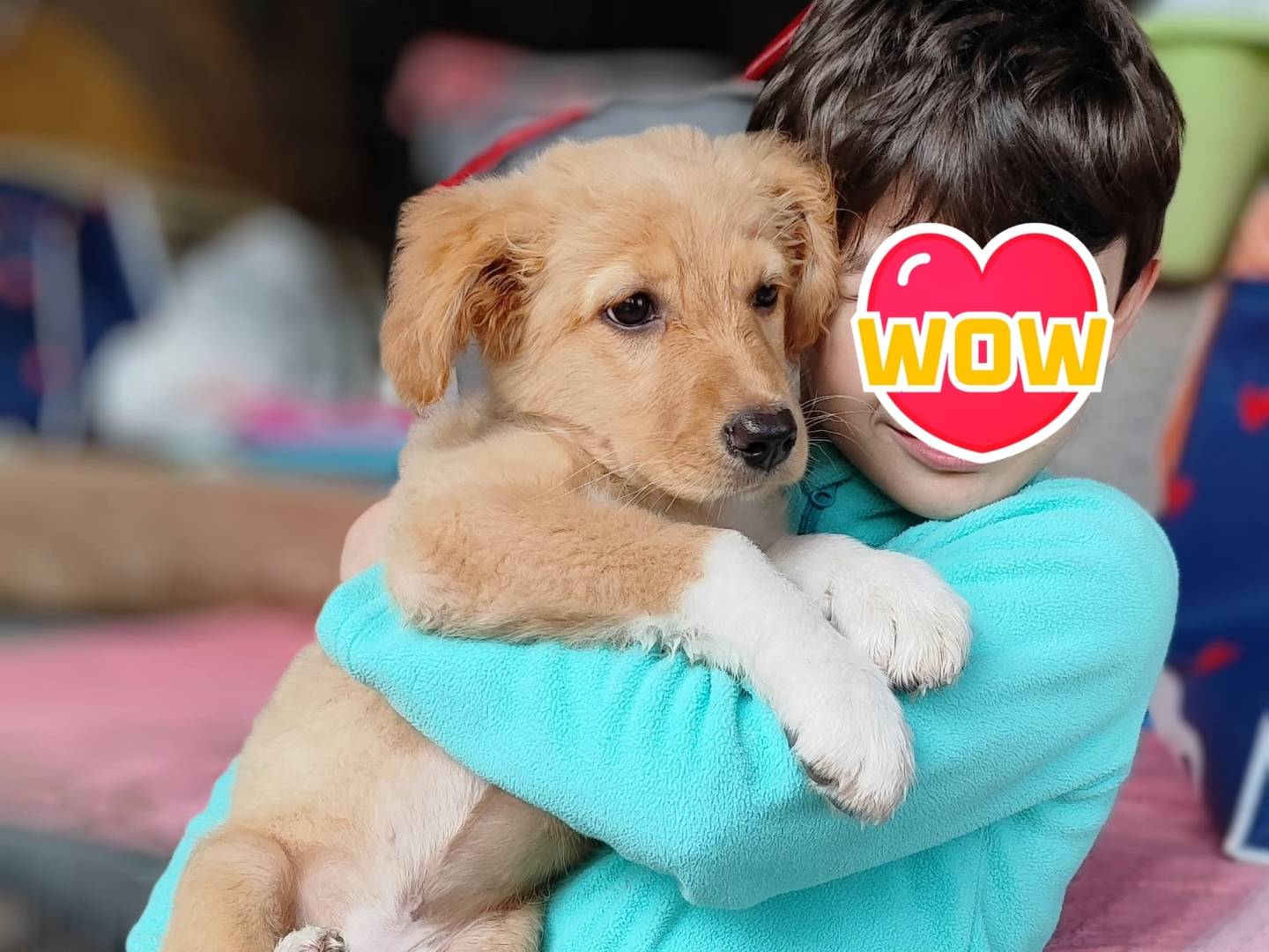 Adozione cane, femmina, Golden Retriever Razza sconosciuta, 1 mesi, taglia grande, Como