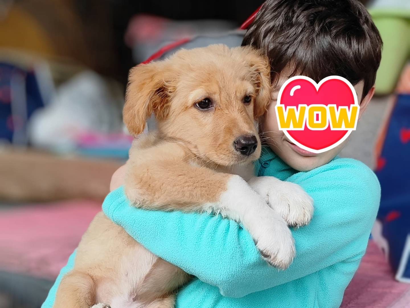 Adotta un cane, taglia grande, femmina, Como