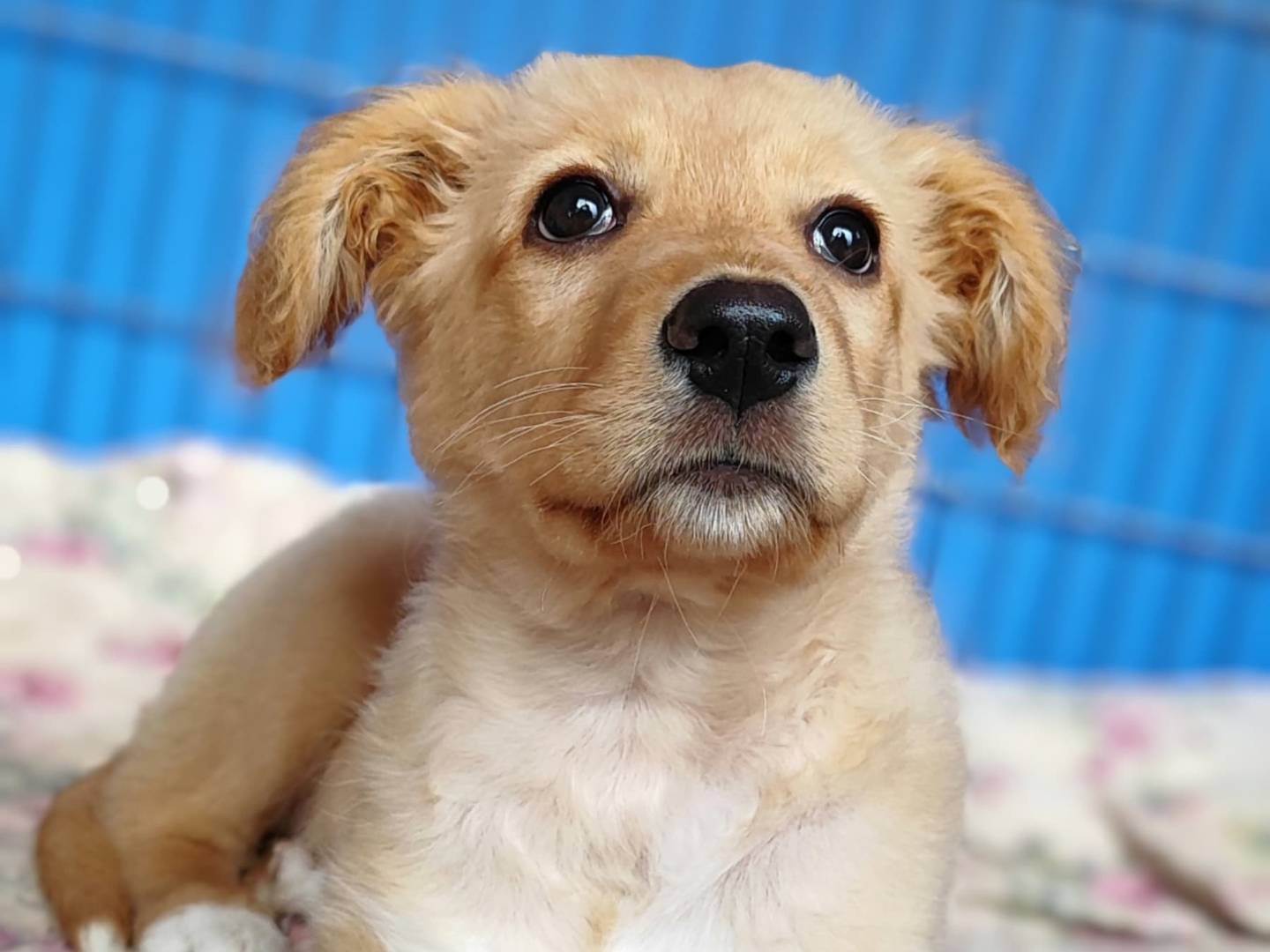 Vuoi adottare un cane a Como?