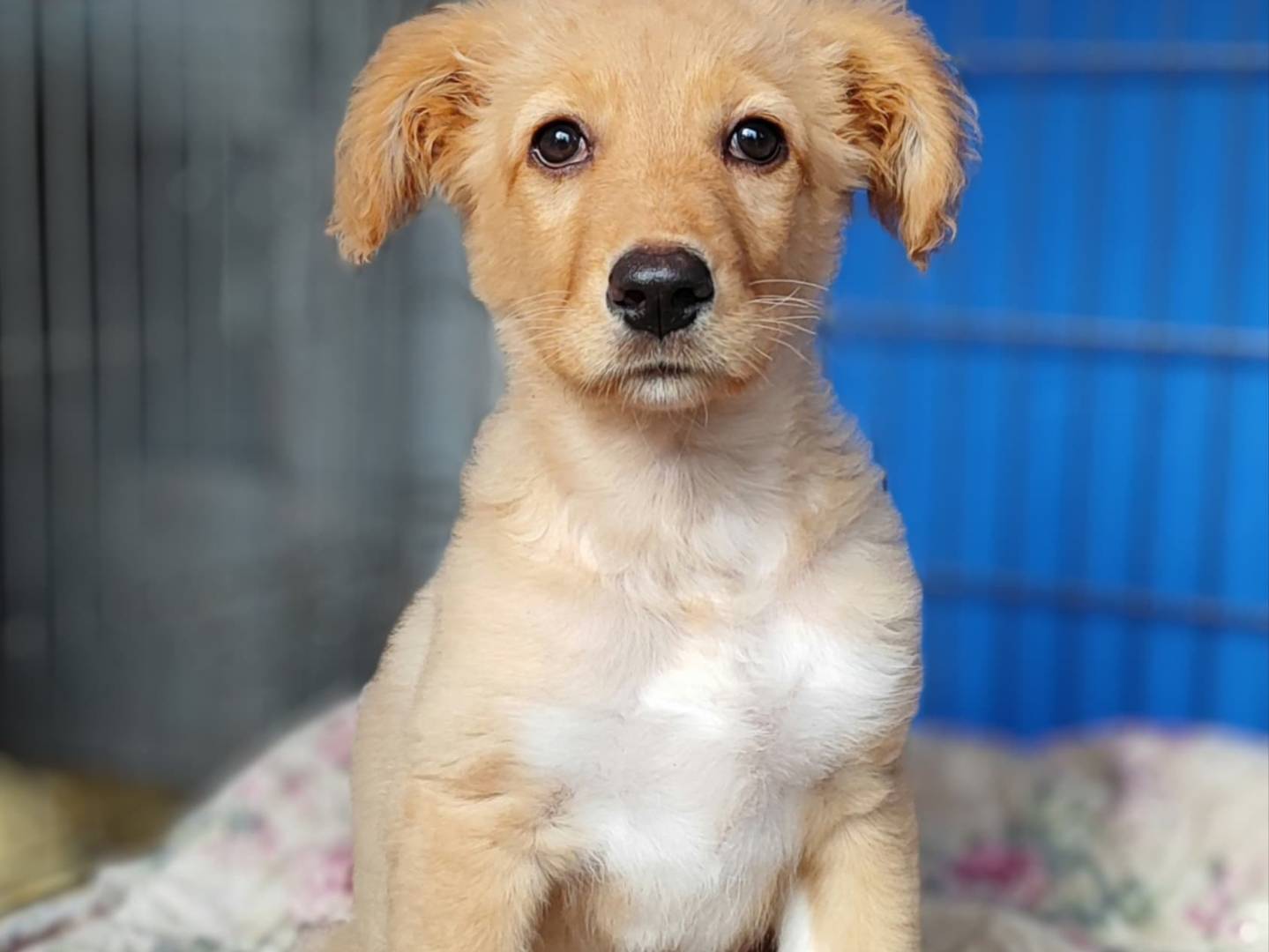 Adotta il cane Viola a Como