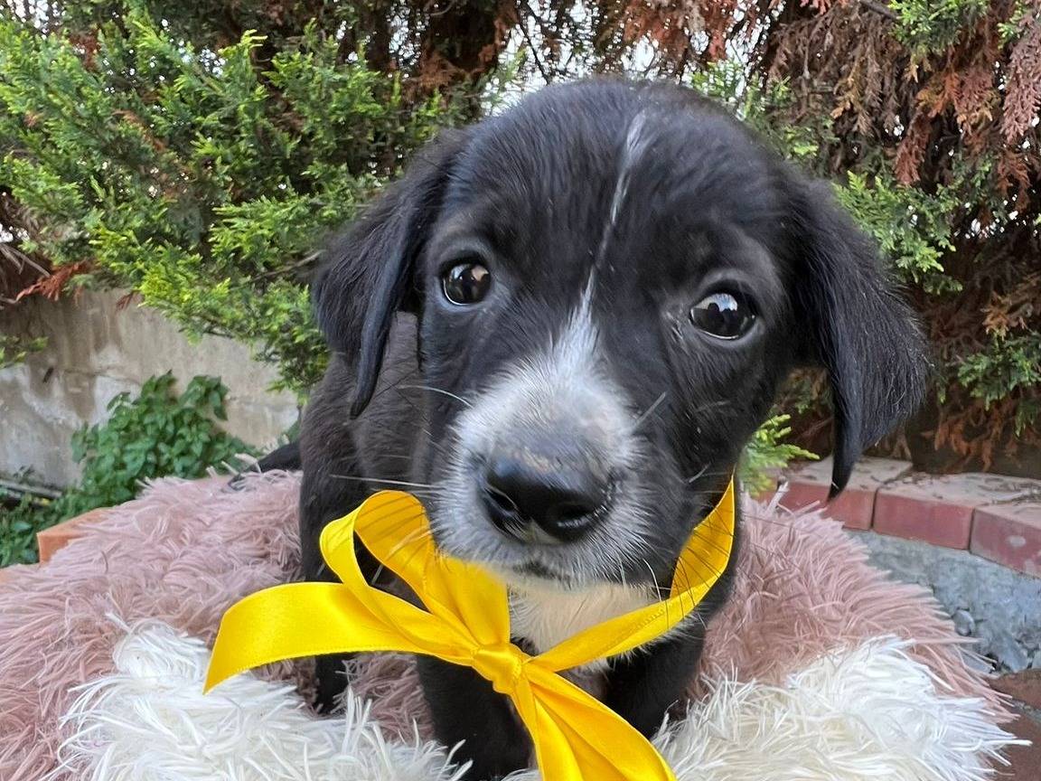 Adozione cane, maschio, Razza sconosciuta Razza sconosciuta, 2 mesi, taglia media contenuta, Siracusa