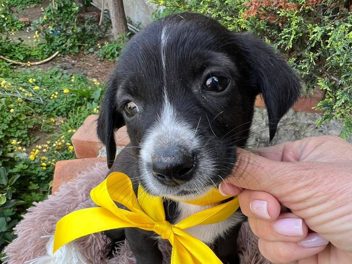 Adotta un cane, maschio, 2 mesi, Siracusa