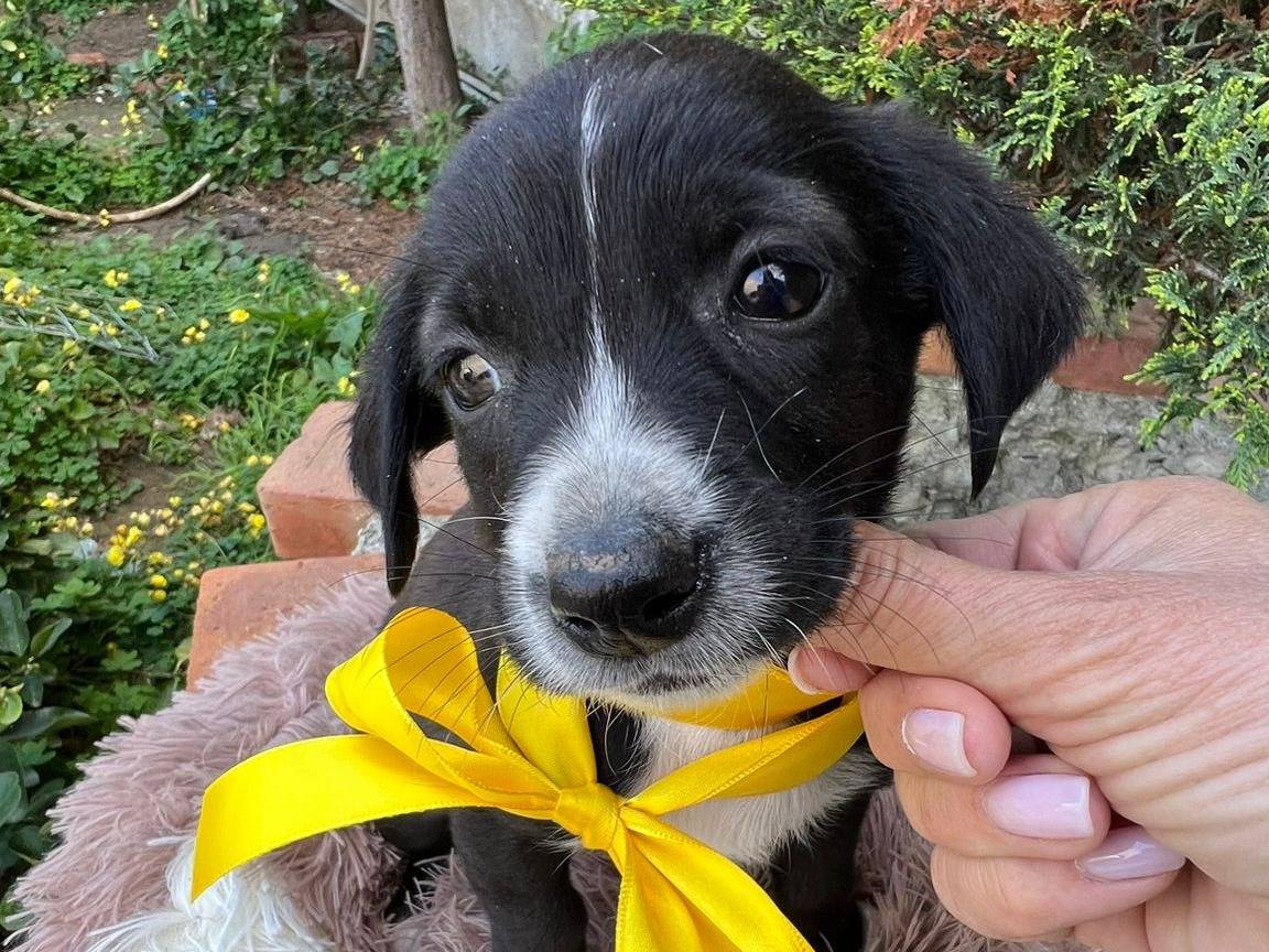 Vuoi adottare un cane a Siracusa?