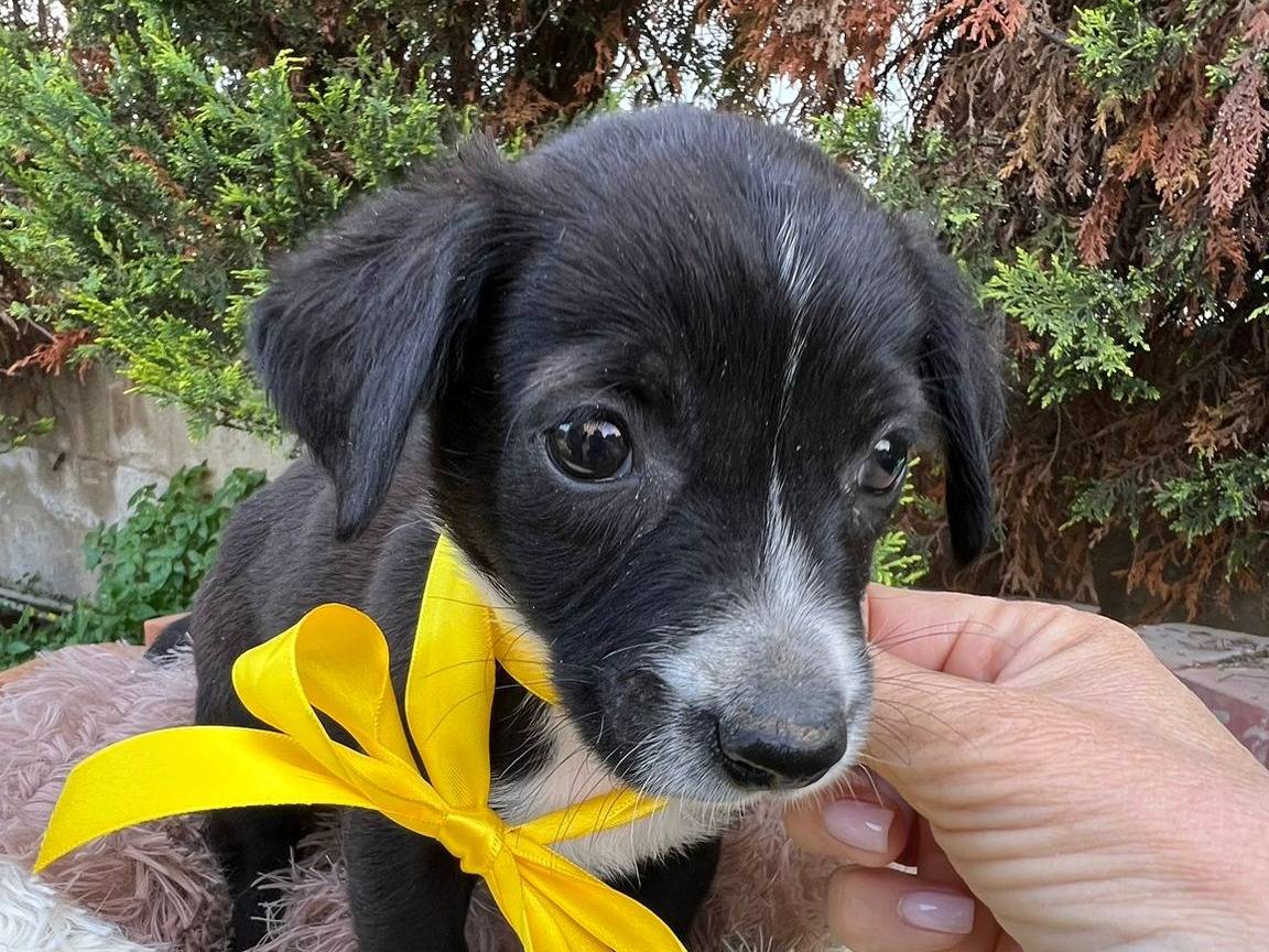 Adotta il cane ARY a Siracusa