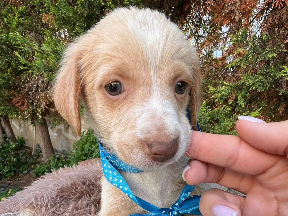 Adozione cane, maschio, Razza sconosciuta Razza sconosciuta, 2 mesi, taglia media contenuta, Siracusa