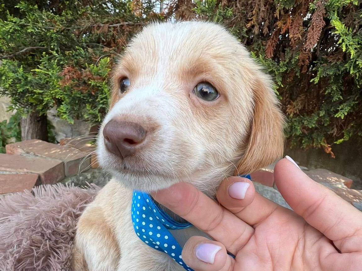 Adotta un cane, maschio, 2 mesi, Siracusa