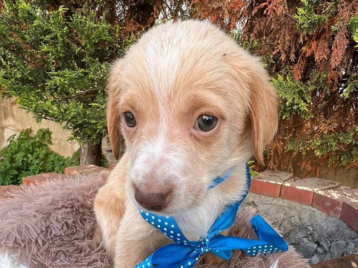 Vuoi adottare un cane a Siracusa?