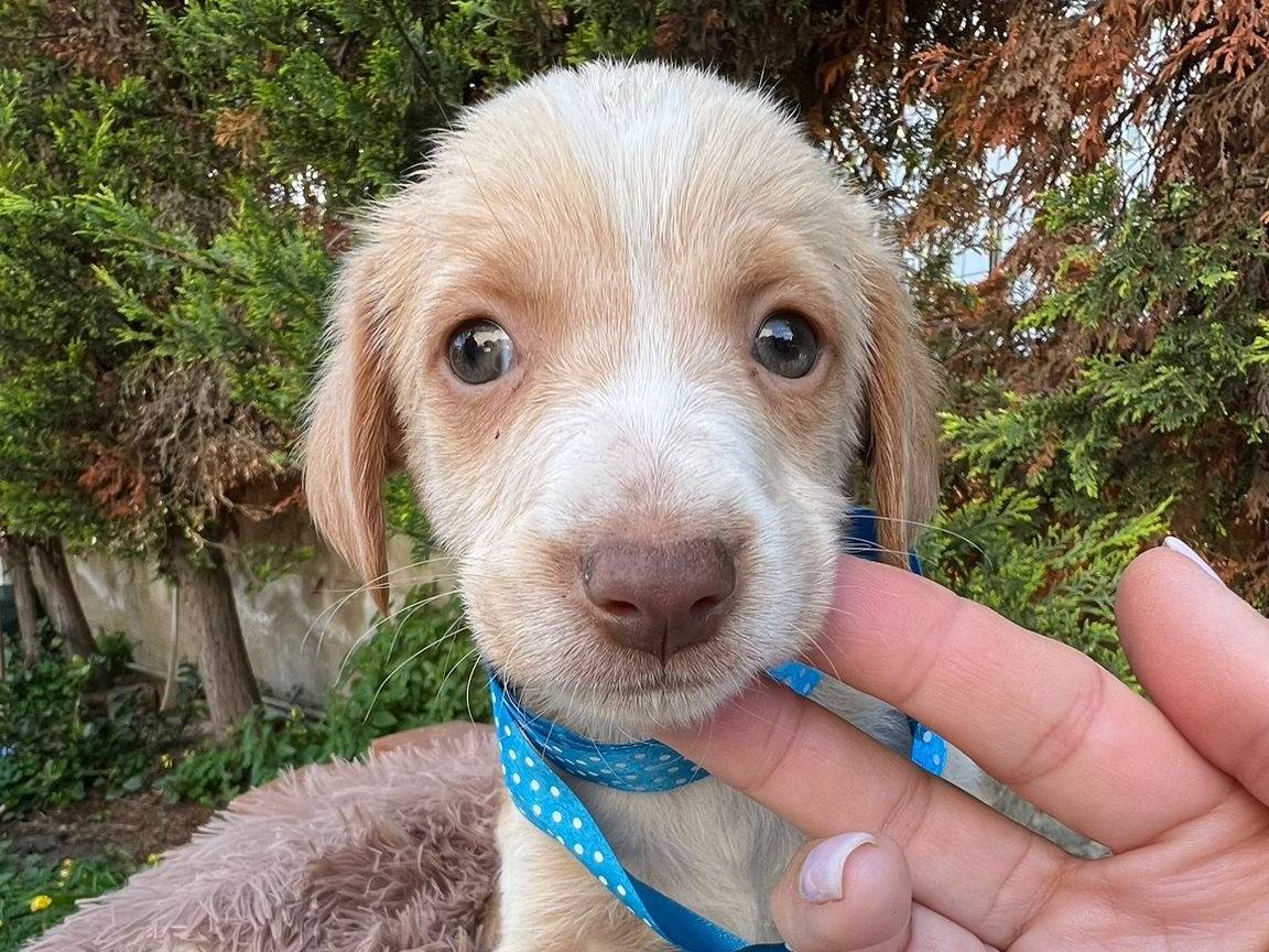 Adotta il cane HARY a Siracusa