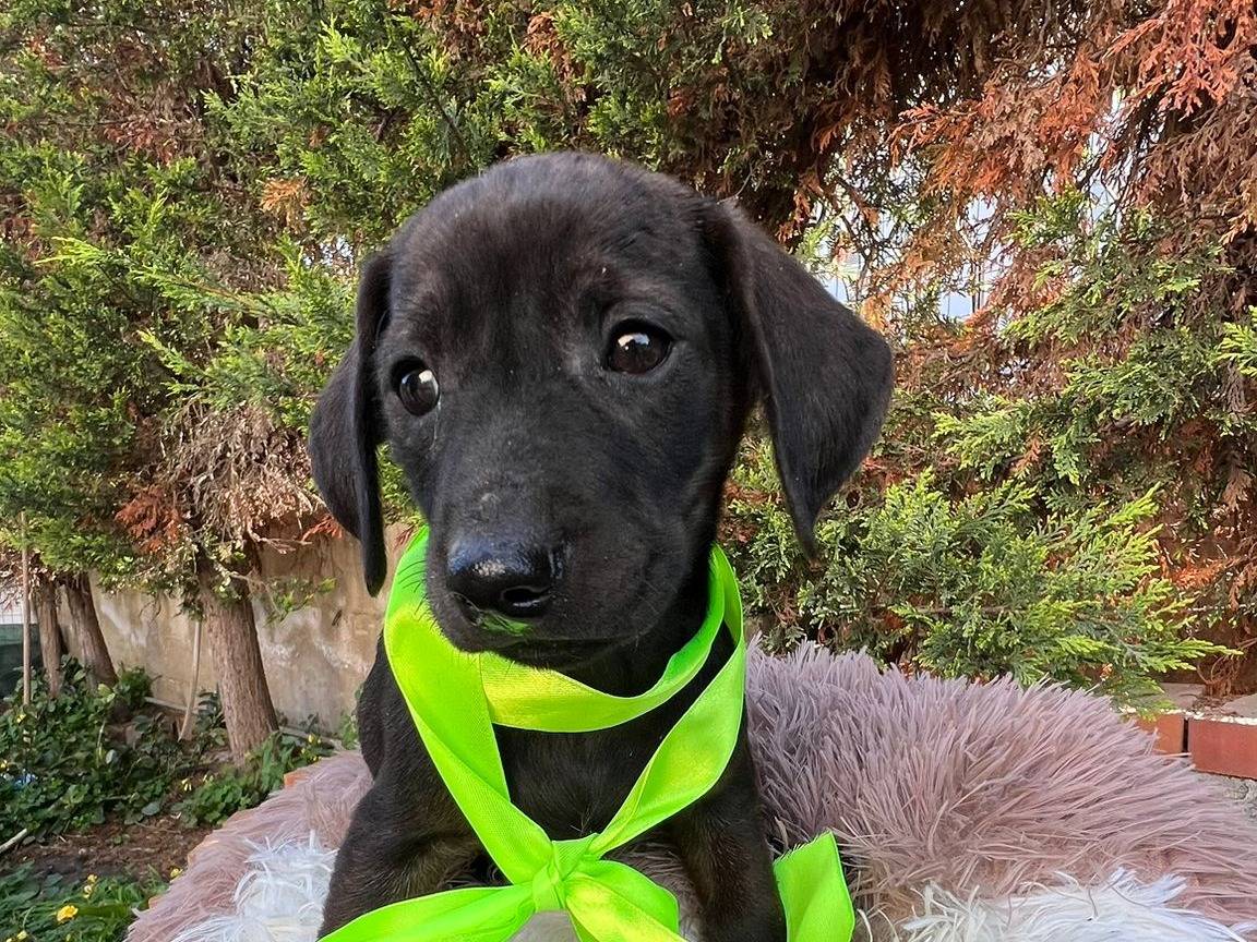 Adozione cane, maschio, Razza sconosciuta Razza sconosciuta, 2 mesi, taglia media contenuta, Siracusa