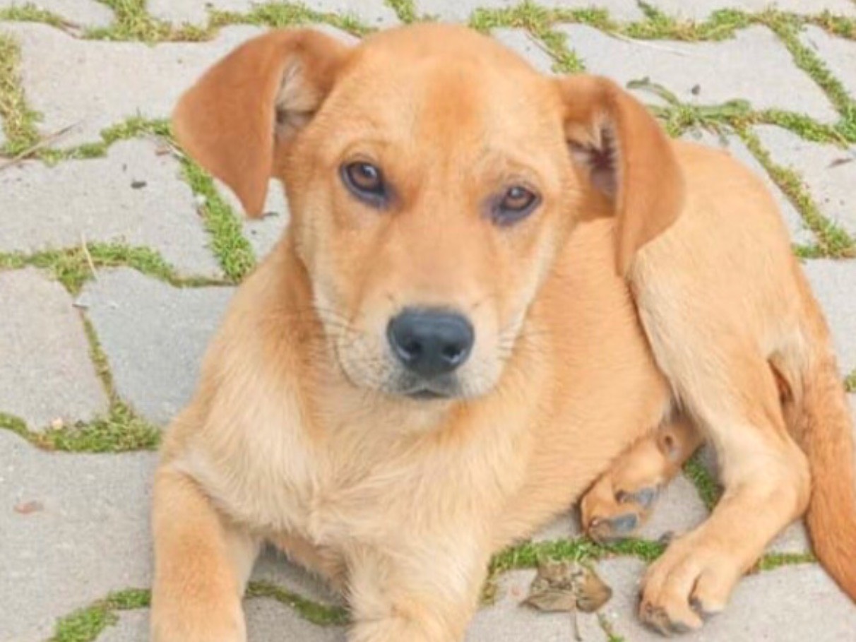 Adozione cane, maschio, Labrador Retriever Razza sconosciuta, 4 mesi, taglia media, Crotone