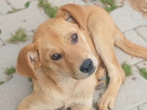 Adotta un cane, maschio, 4 mesi, Crotone