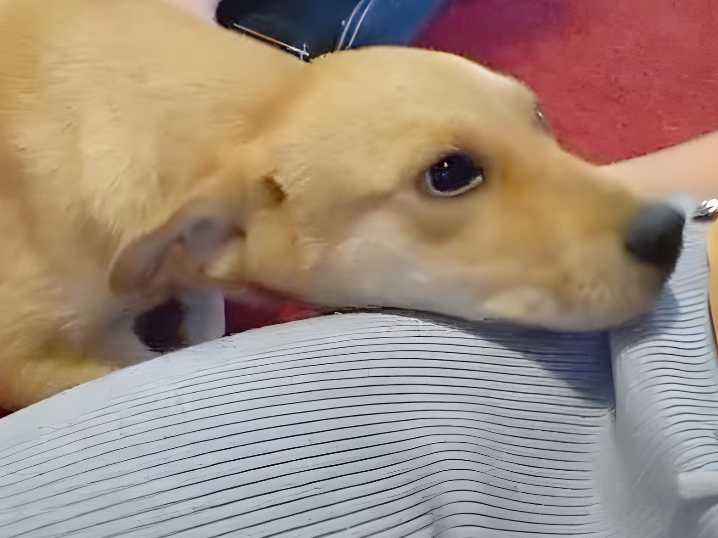 Adotta un cane, taglia media, maschio, Crotone