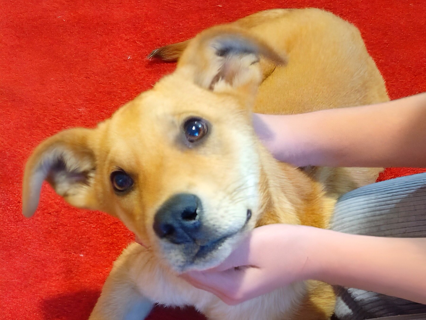 Vuoi adottare un cane a Crotone?