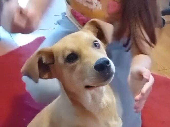 Adotta il cane Miele a Crotone