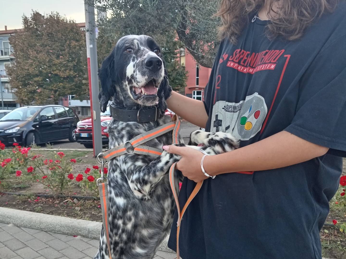 Adozione cane, maschio, Setter Inglese Razza sconosciuta, 5 anni e 3 mesi, taglia media, Potenza
